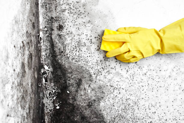 Best Mold Remediation for Specific Building Types in Blackstone, VA