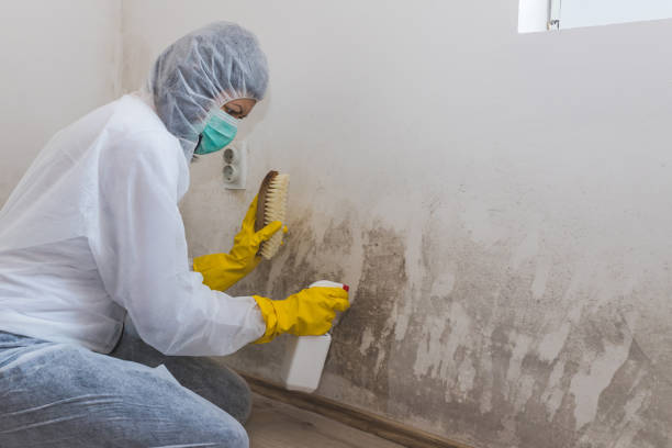 Reliable Blackstone, VA Mold Remediation Solutions