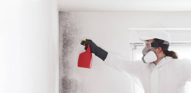 Best Health and Safety Mold Remediation in Blackstone, VA