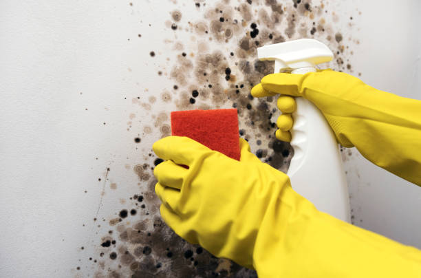 Best Residential Mold Remediation in Blackstone, VA