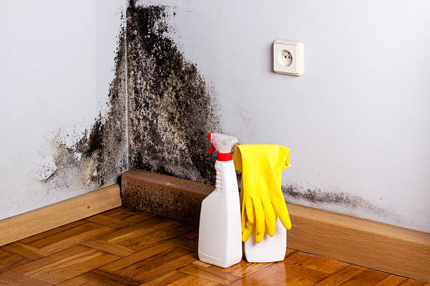 Best Preventive Mold Services in Blackstone, VA