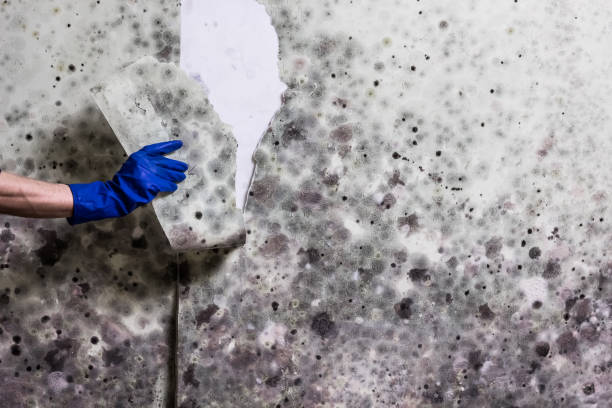 Blackstone, VA Mold Remediation Company