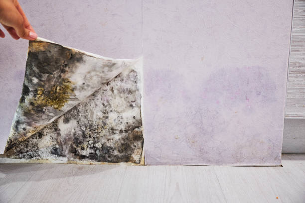 Best Post-Flood Mold Remediation in Blackstone, VA